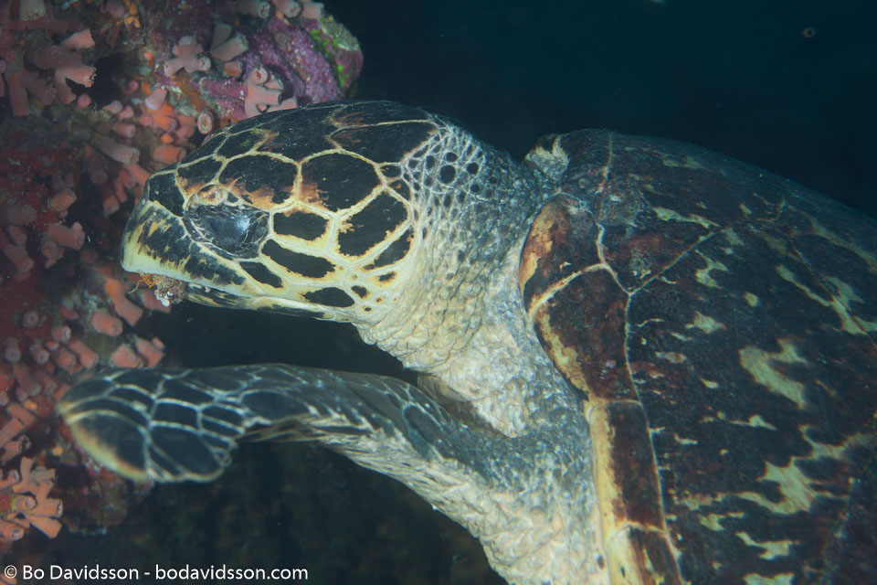 BD-130709-Maldives-9989-Eretmochelys-imbricata-(Linnaeus.-1766)-[Hawksbill-turtle.-Karettsköldpadda].jpg